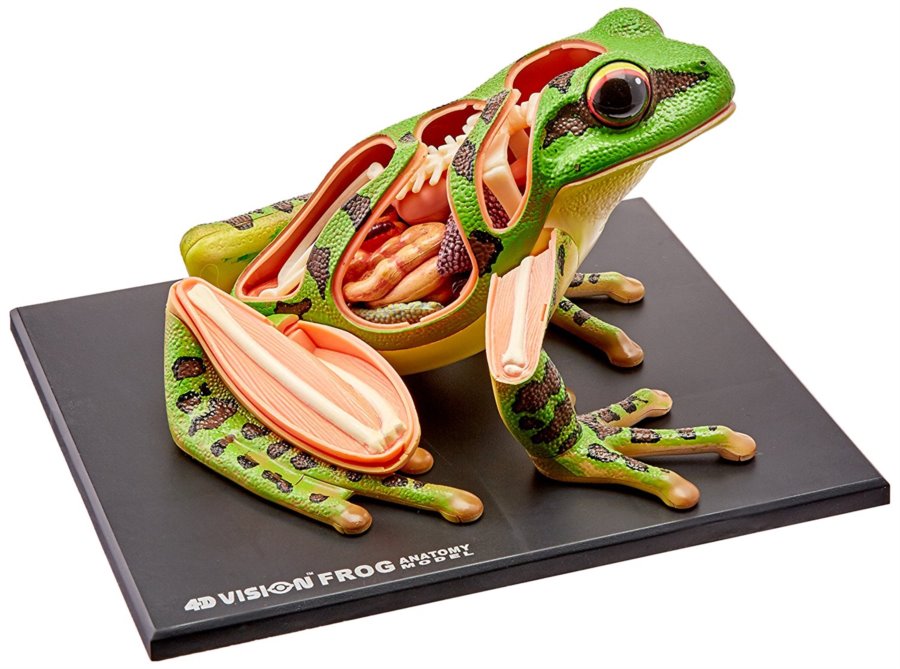 Anatomický model 4D MASTER - Žába 31 ks