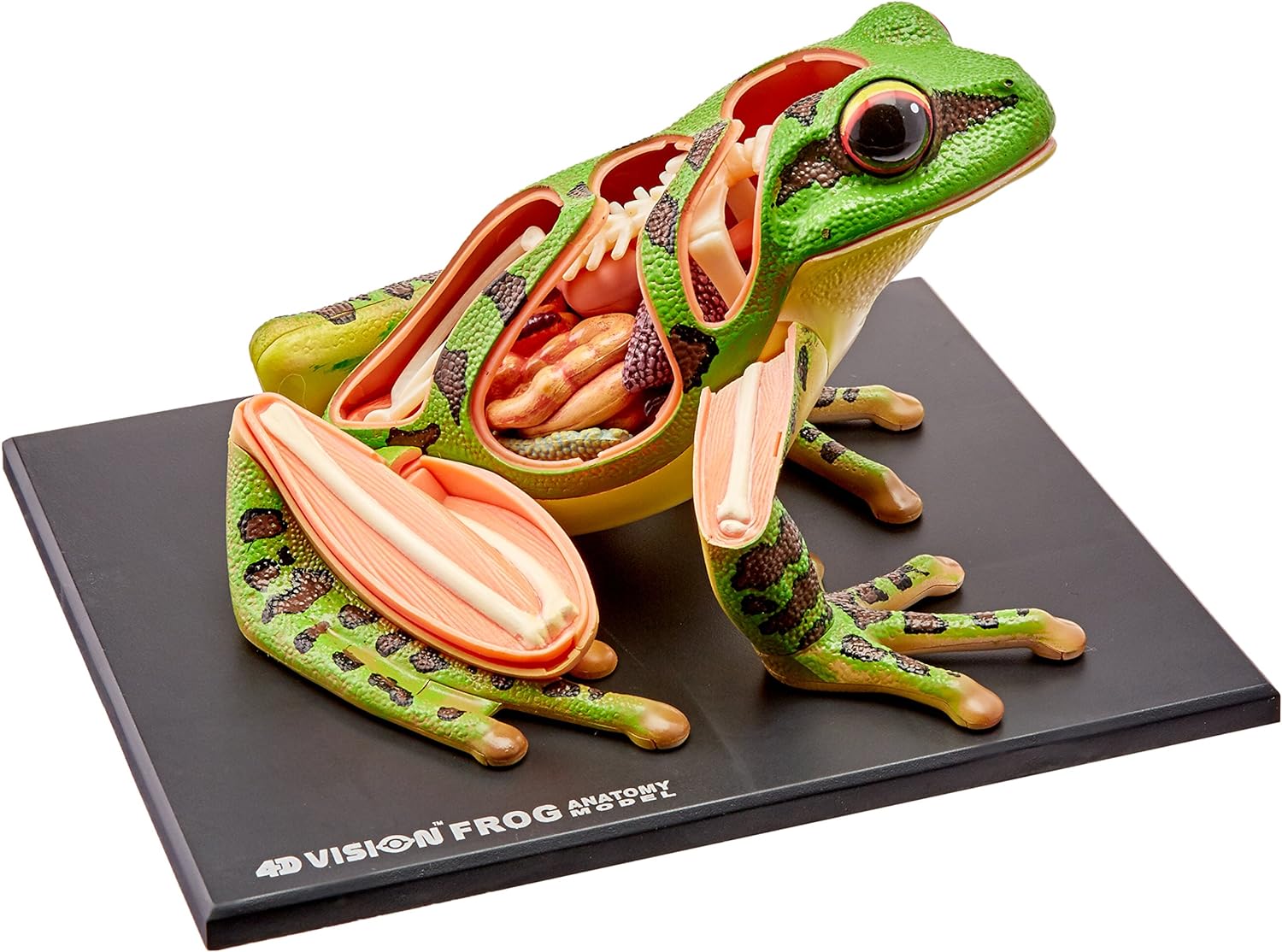 4D Vision - model anatomie žáby - 31 orgánů