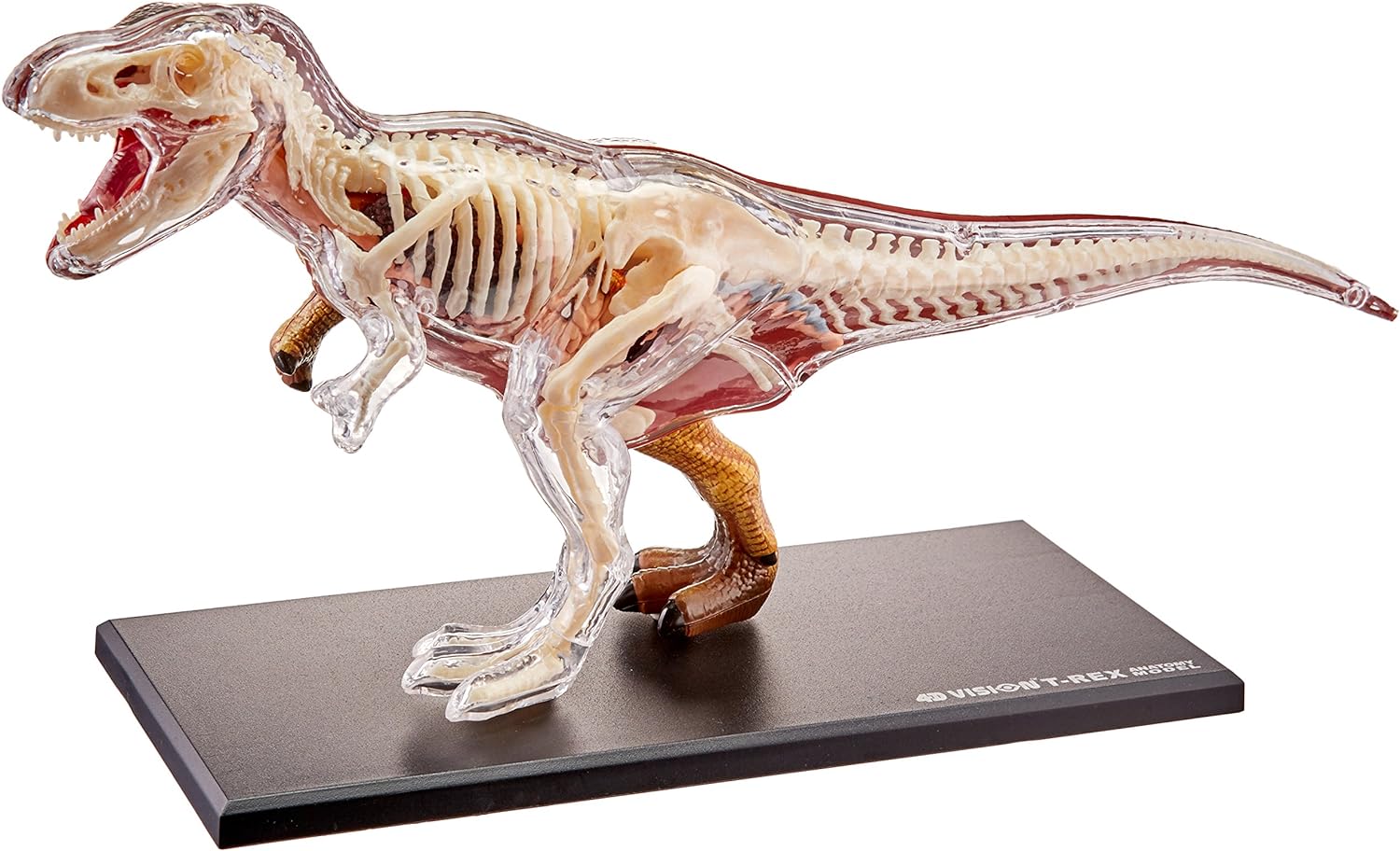 4D Vision T-REX - model anatomie - 36 orgánů
