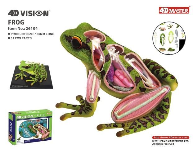 Anatomický model 4D MASTER - Žába 31 ks