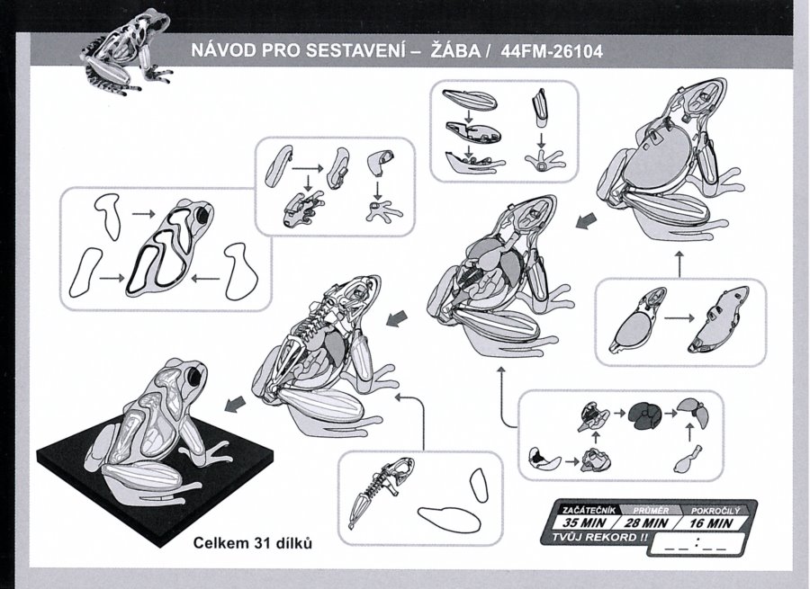 Anatomický model 4D MASTER - Žába 31 ks