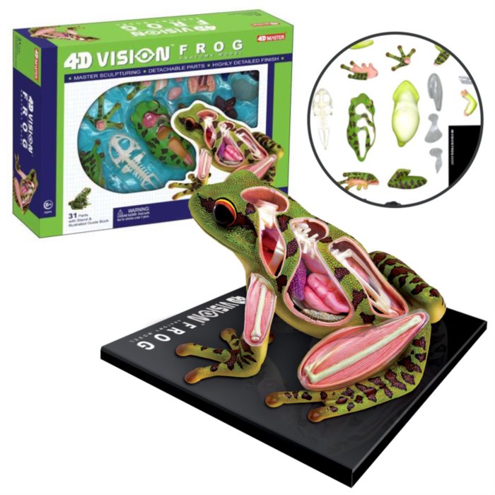 Anatomický model 4D MASTER - Žába 31 ks
